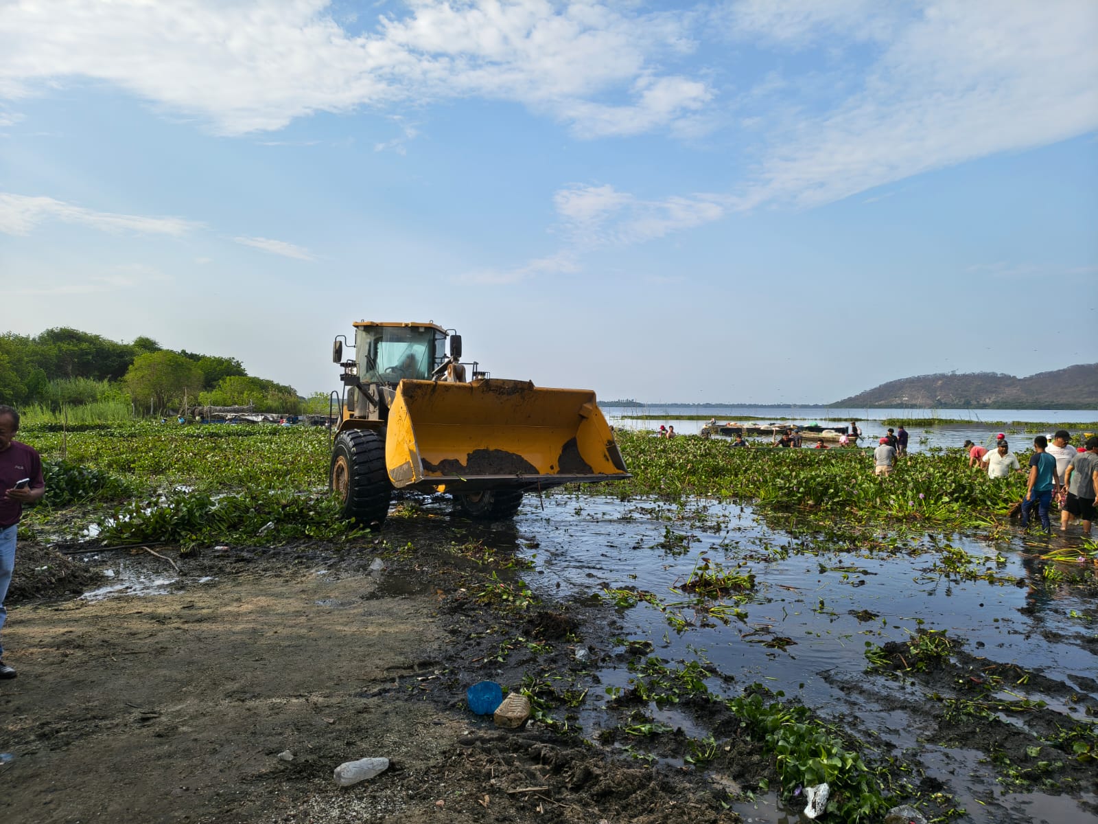 SEMAREN suma esfuerzos contra la proliferación de lirio acuático en la Laguna de Mitla