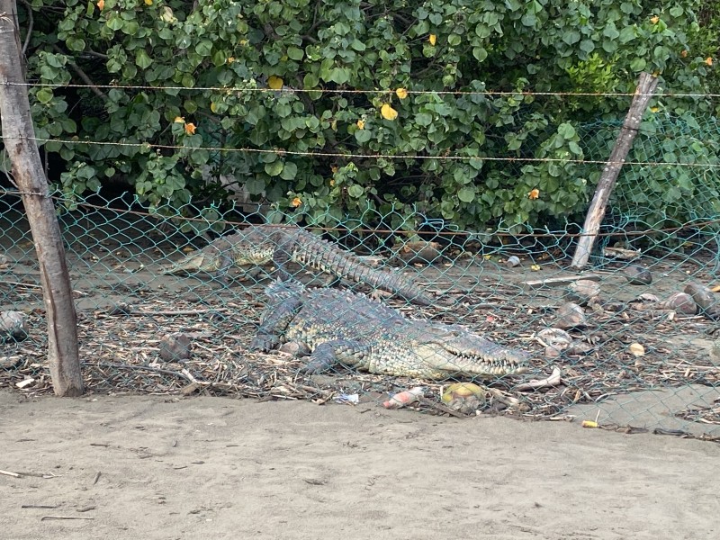 Científicos realizan estudio de cocodrilos en esteros de Ixtapa-Zihuatanejo