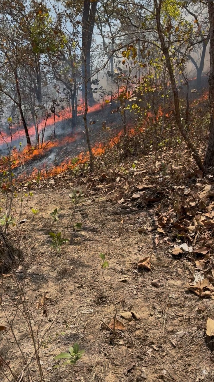 Lluvias sofocan incendio forestal en la sierra media de Zihuatanejo tras una semana de combate