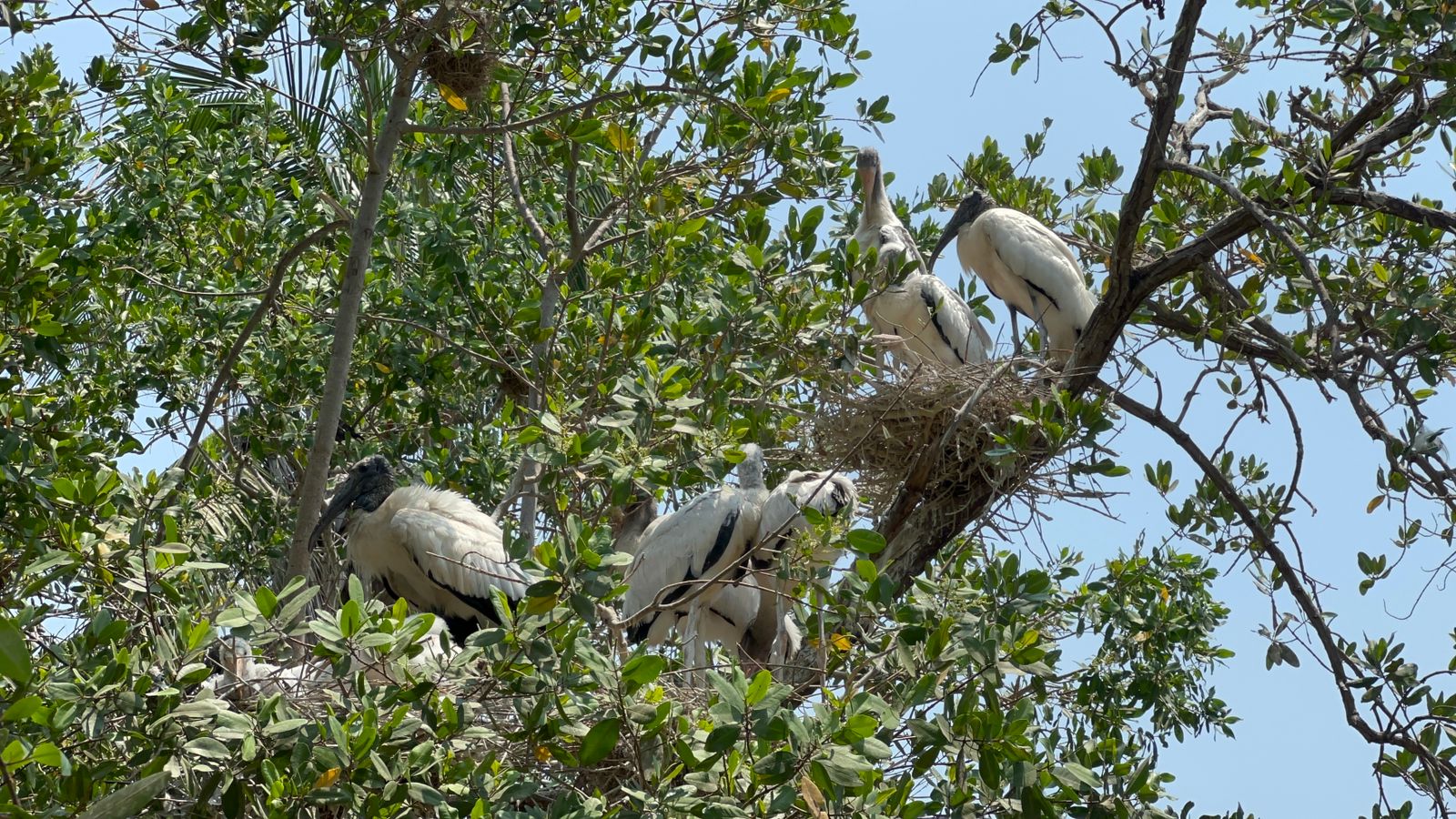Miles de aves migratorias encuentran refugio en Ixtapa