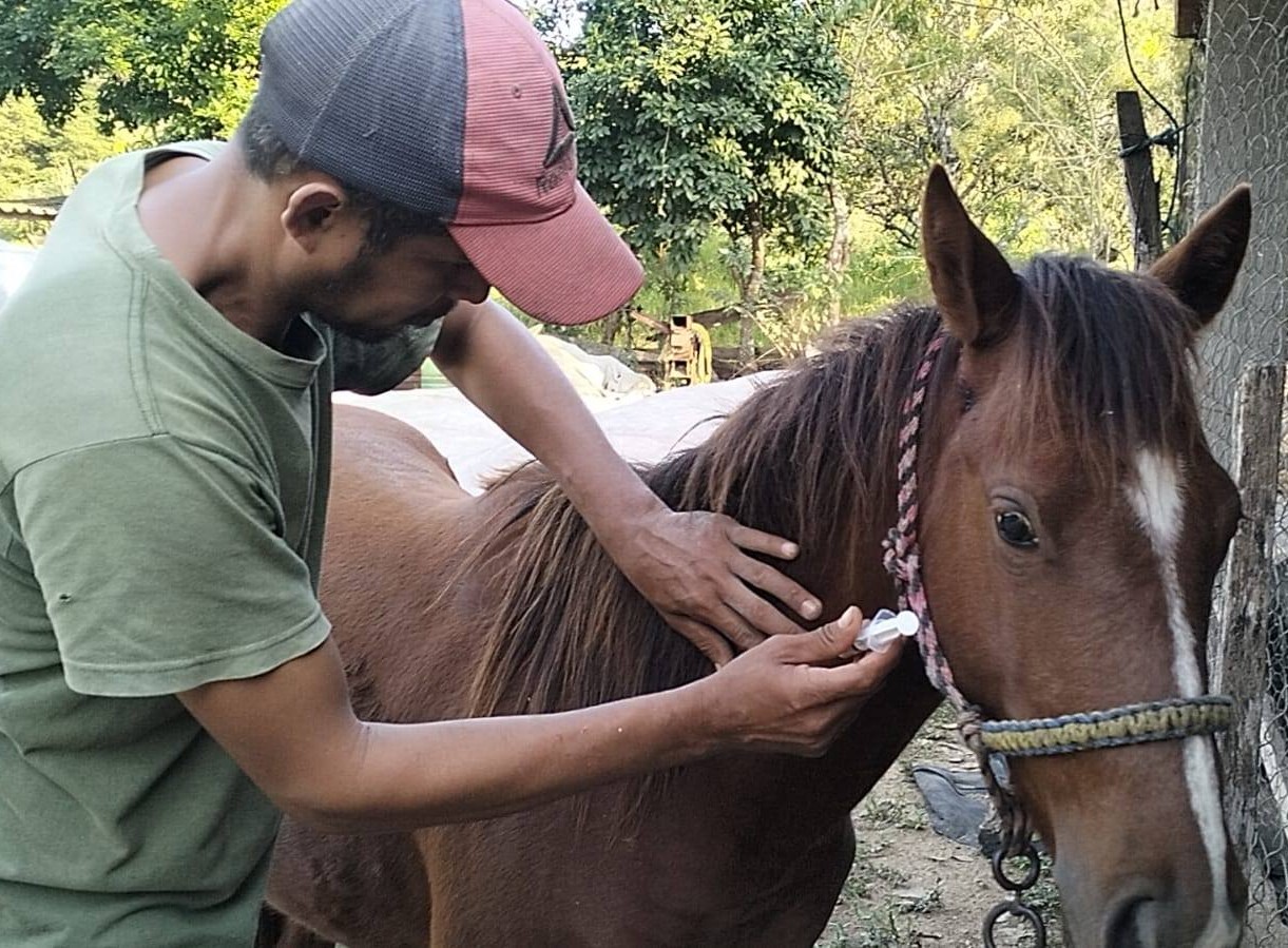 Disminuyen reportes por gusano barrenador entre productores ganaderos de Tecpan