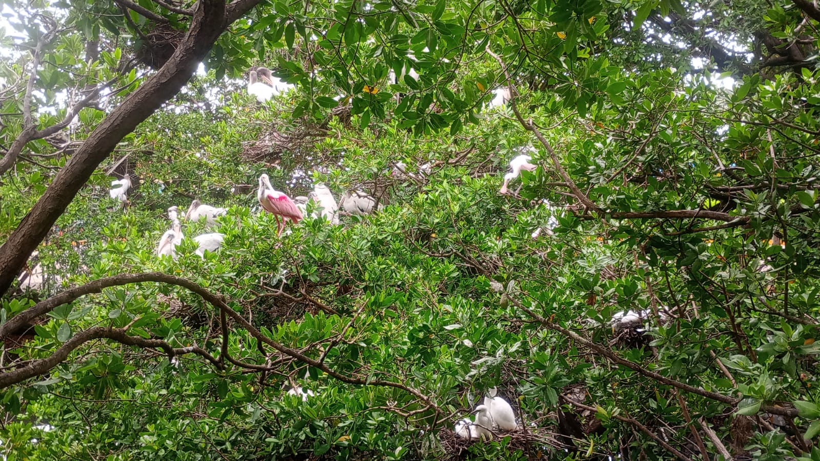 Playa Linda, refugio natural donde turistas conviven con aves, cocodrilos y pesca