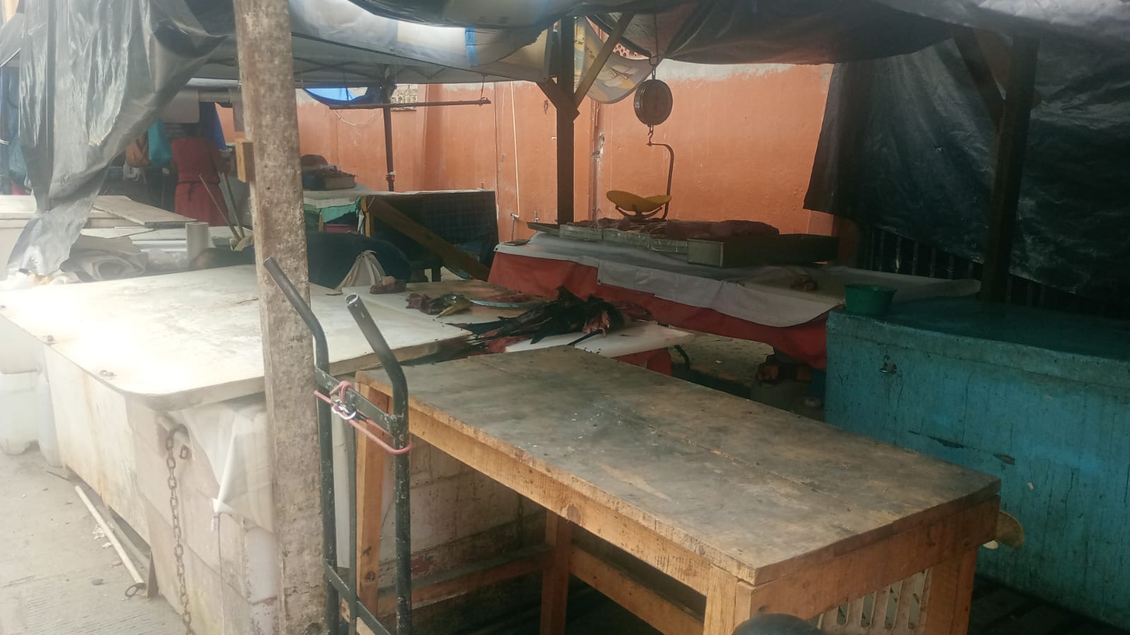 Pez Vela se dispara a 260 pesos el kilo en Zihuatanejo por baja captura