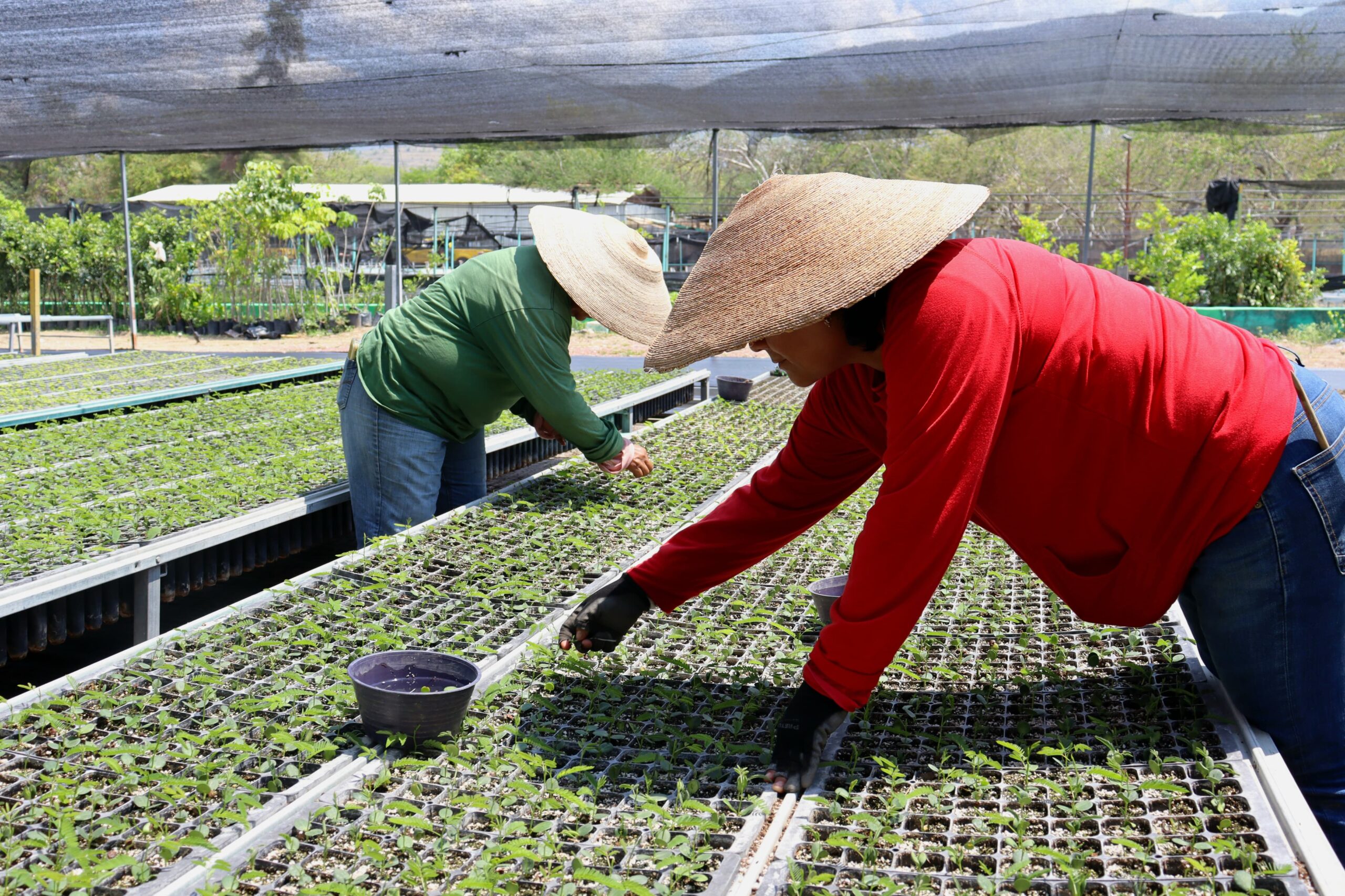 Con la producción de 300 mil plantas fortalecen las acciones de reforestación en Guerrero