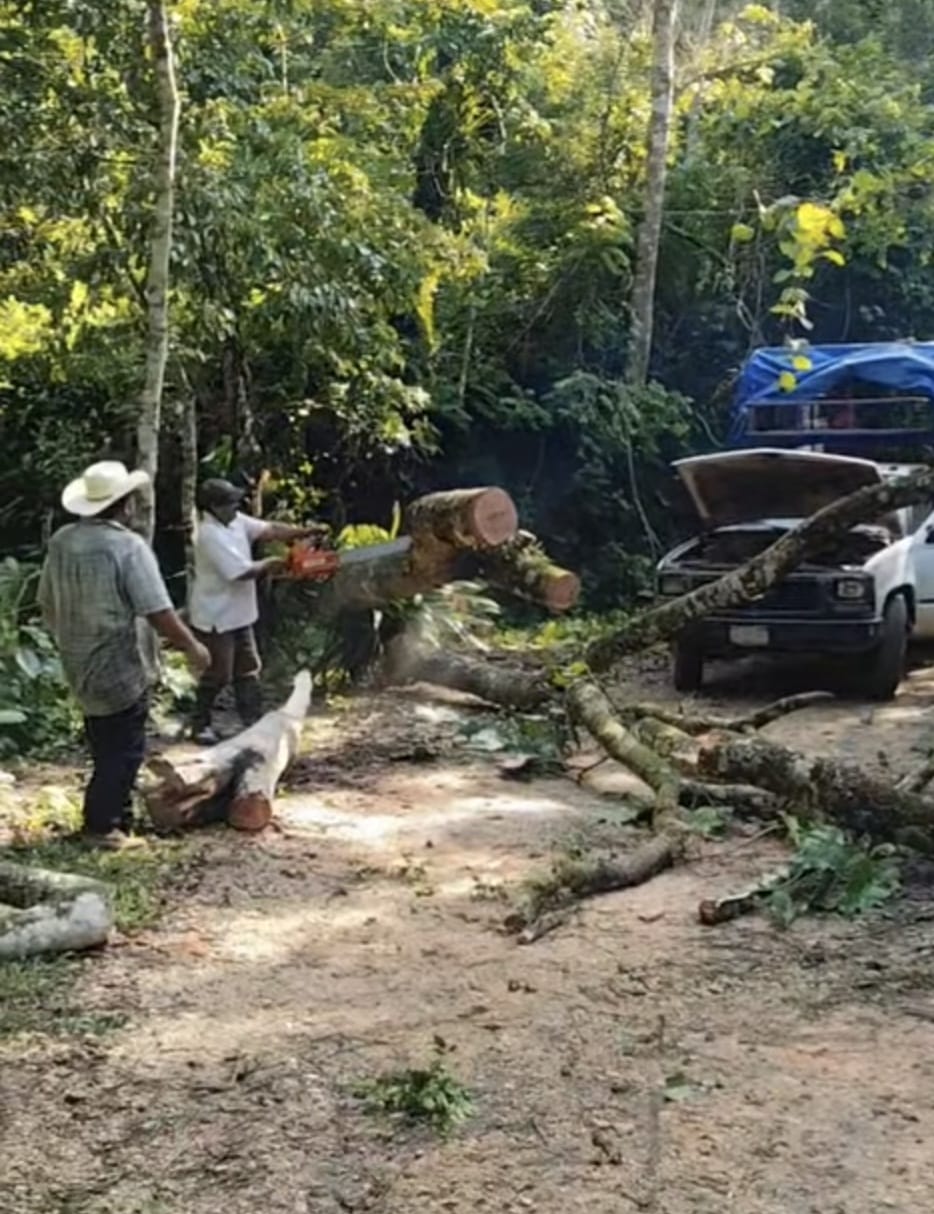 Vecinos retiran árboles caídos y reabren camino en la sierra de Atoyac