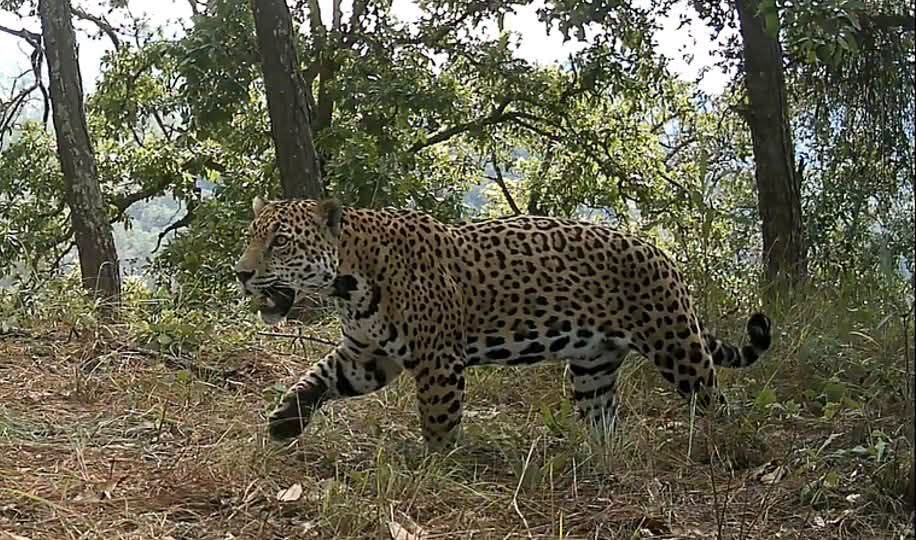Crece población de jaguar en la sierra de Guerrero; estiman más de 300 ejemplares
