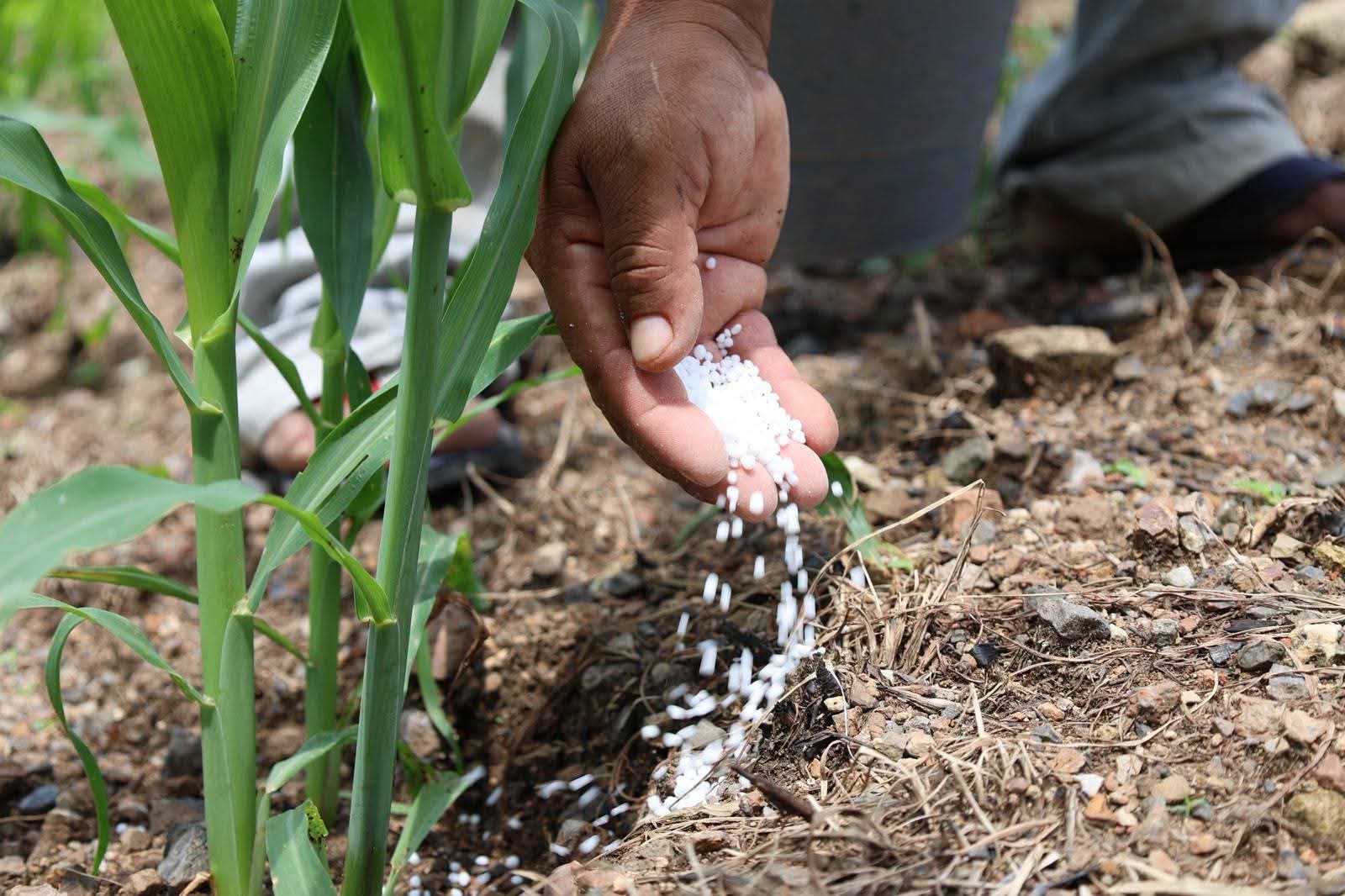 Campesinos atribuyen caída de la producción de maíz a retrasos en entrega de fertilizante