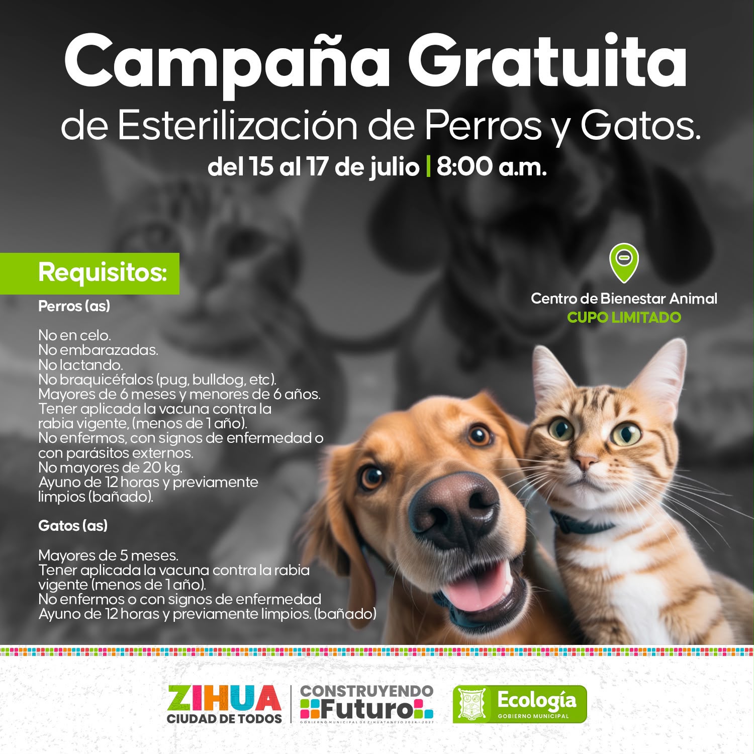 Anuncian campaña gratuita de esterilización para perros y gatos