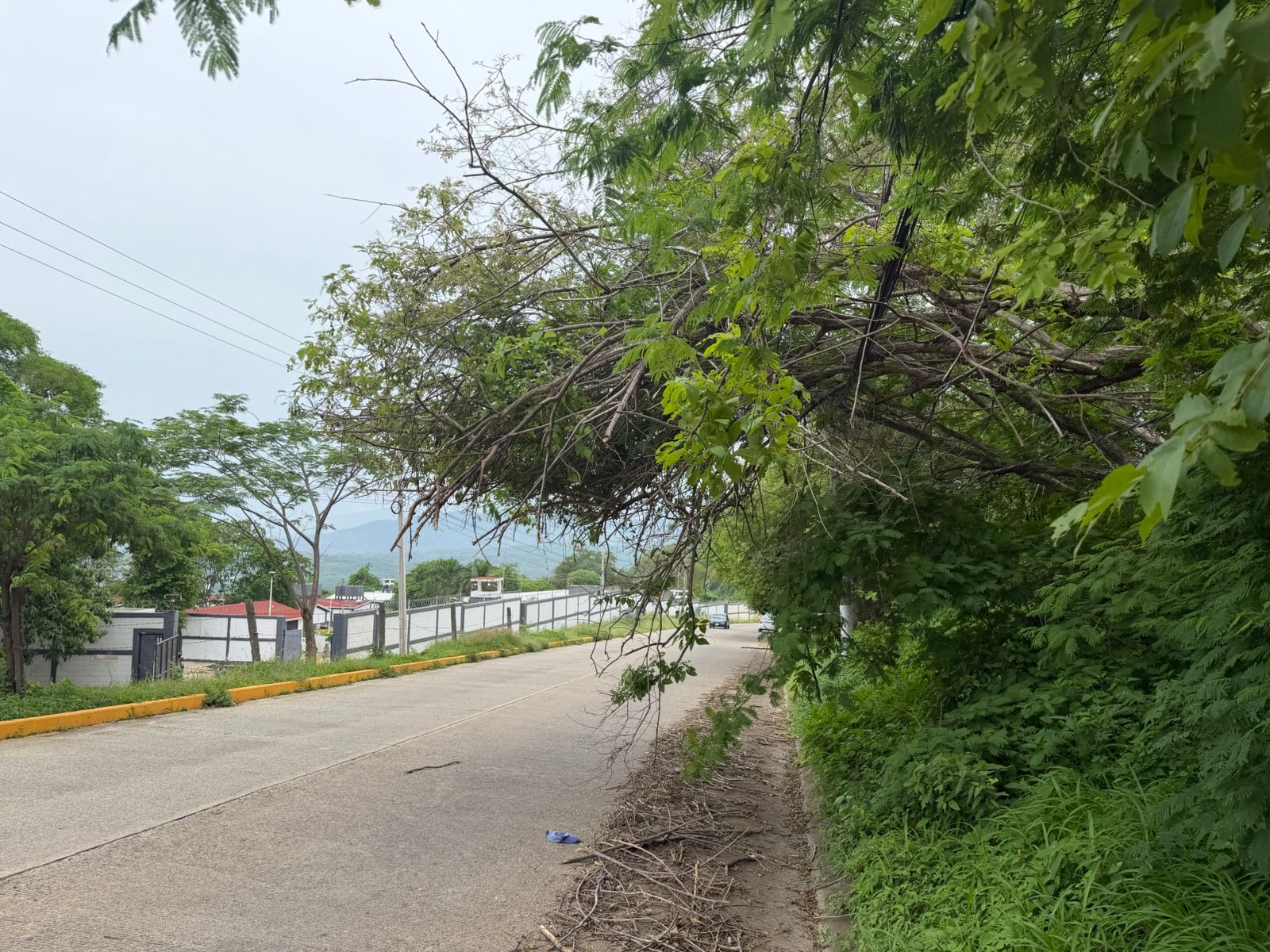 Árbol pone en peligro a automovilistas en La Majahua