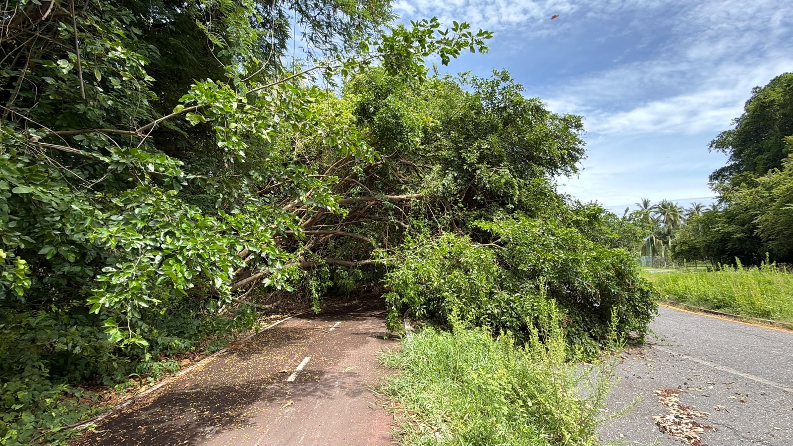 Caen árboles sobre la ciclopista y un carril del bulevar en Ixtapa
