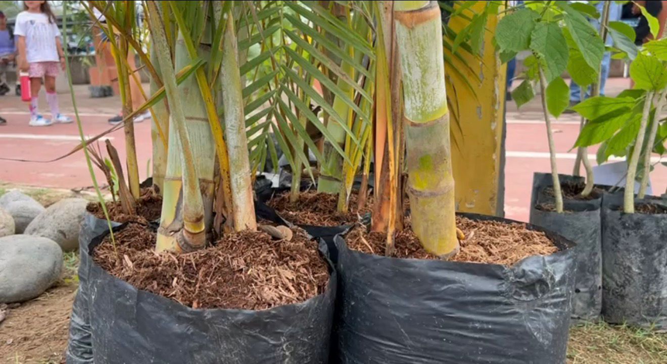Zihuatanejo prepara campaña de reforestación con más de 80 mil árboles