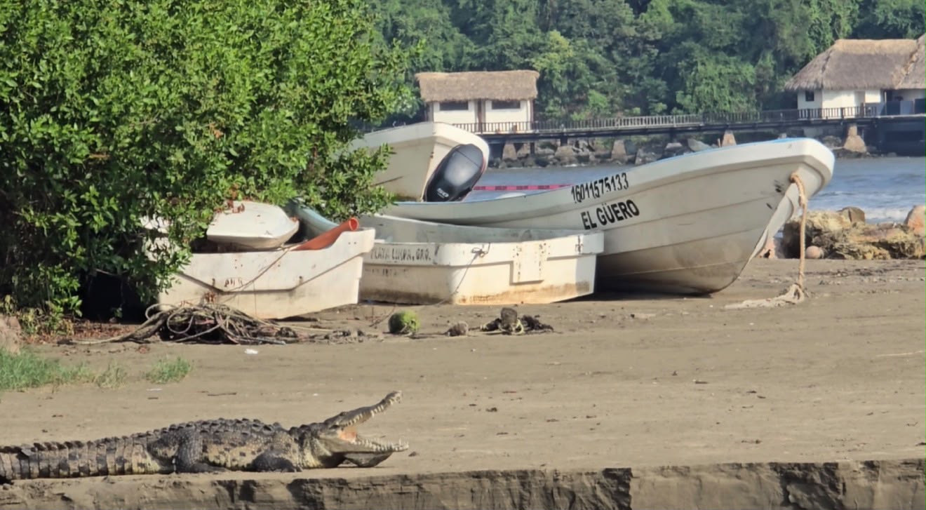 Cocodrilos salen del estero en Playa Linda; piden extremar precauciones