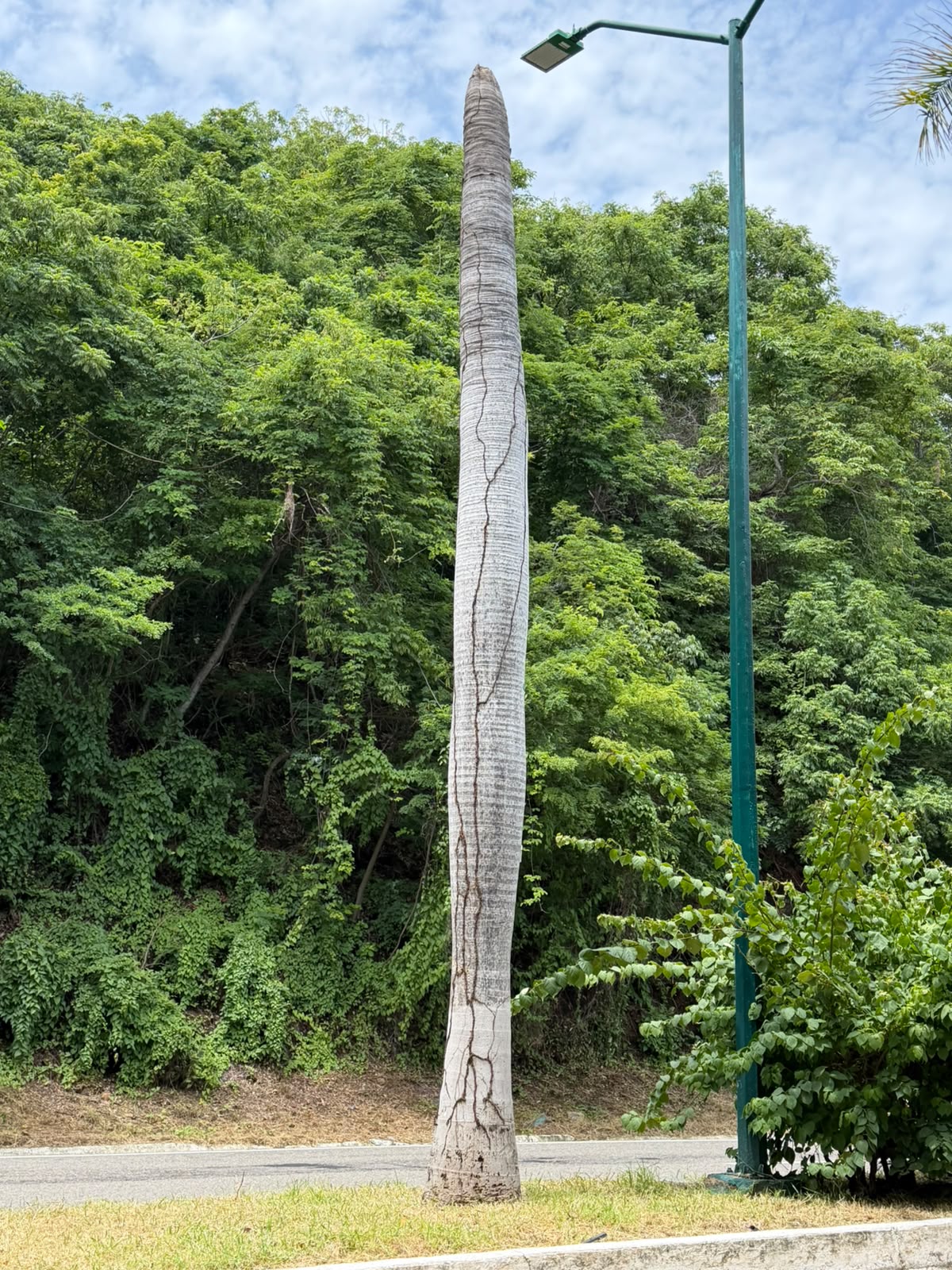 Decenas de palmas muestran deterioro en el bulevar de Ixtapa