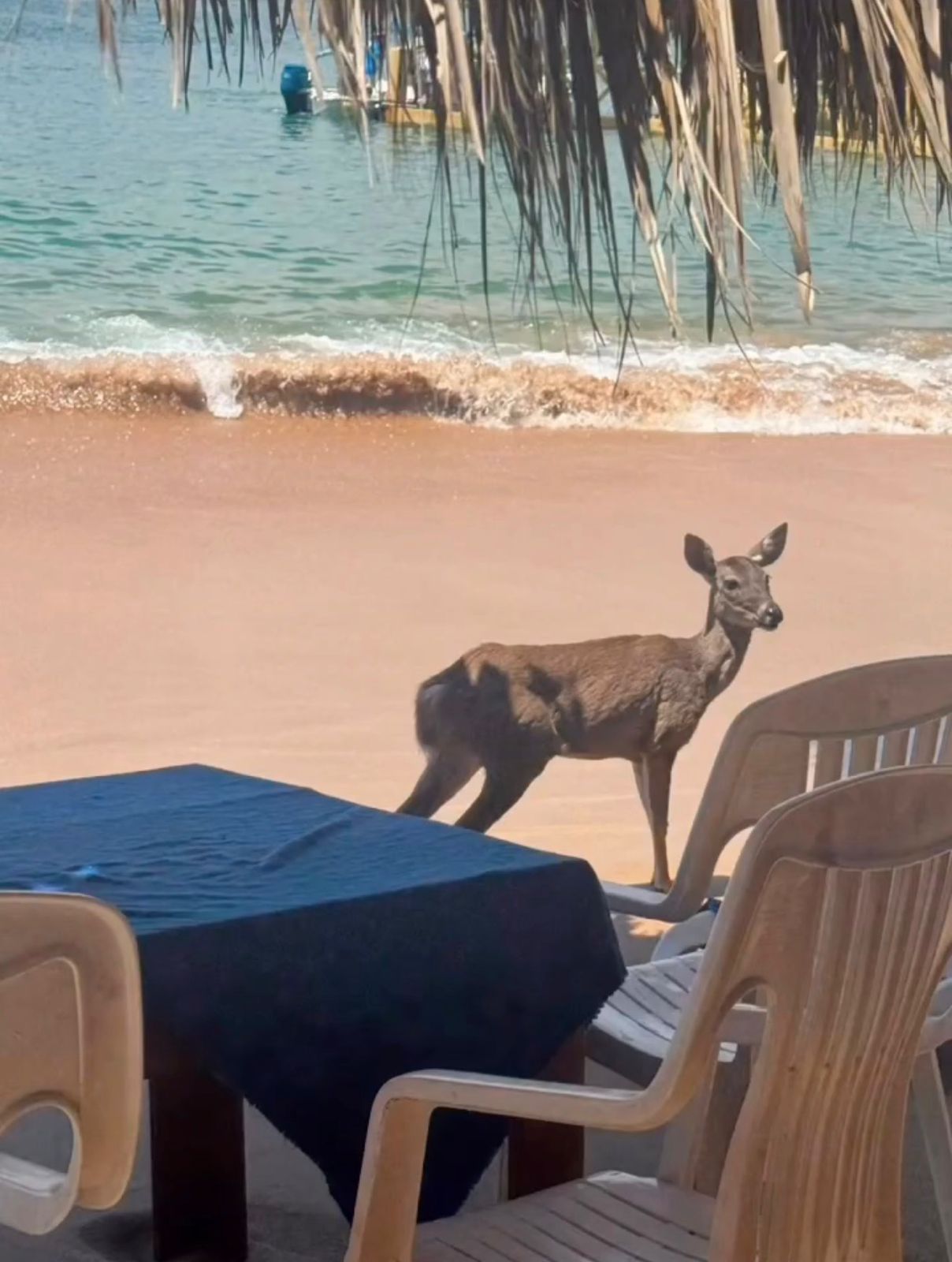Venado sorprende a turistas en la Isla de Ixtapa