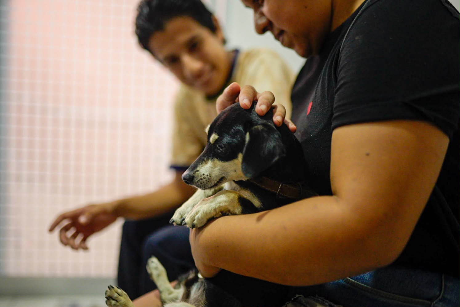 Gobierno de Zihuatanejo conmemora el Día Mundial del Perro con campaña de esterilización gratuita para perros y gatos