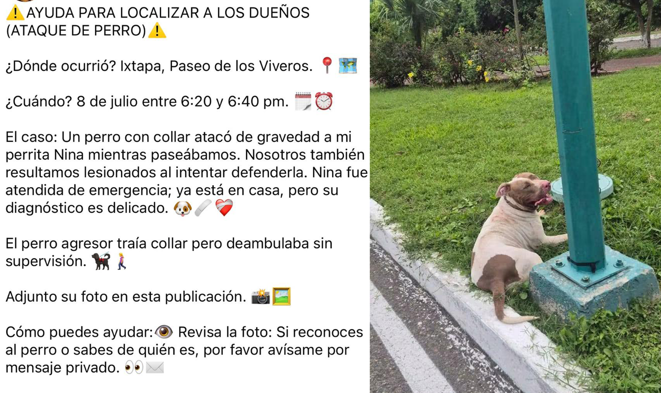 Denuncian ataque de perro contra mascota y dos personas en Ixtapa
