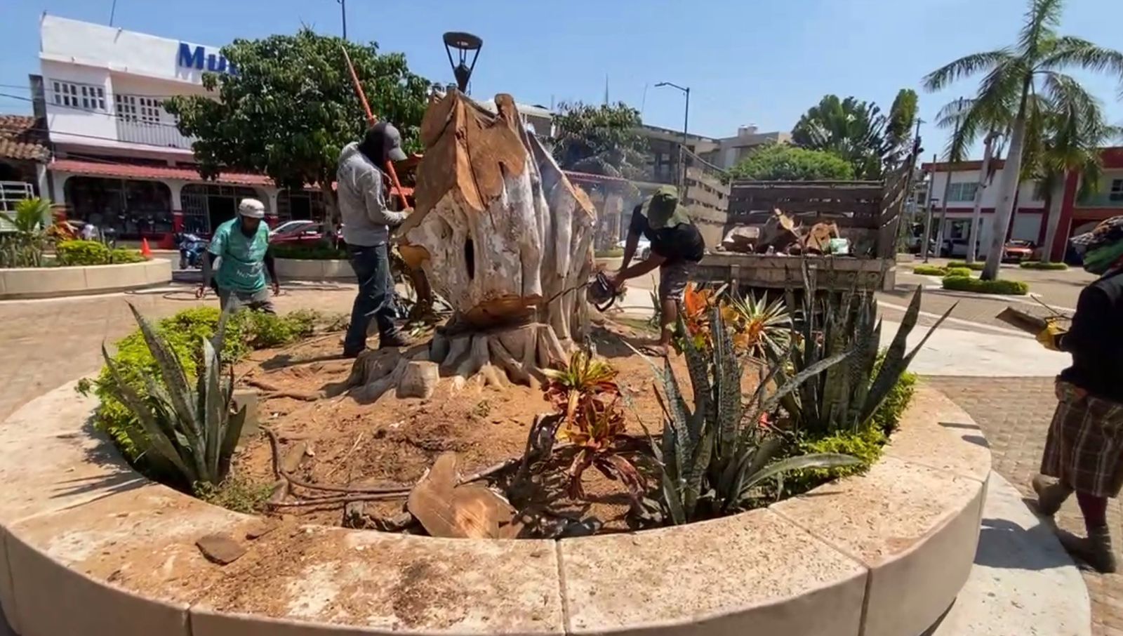 Derriban emblemático roble en plaza de Petatlán