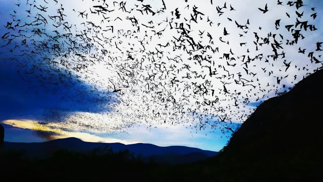 Guerrero fortalece la conservación de su patrimonio natural con más de 3 mil hectáreas protegidas