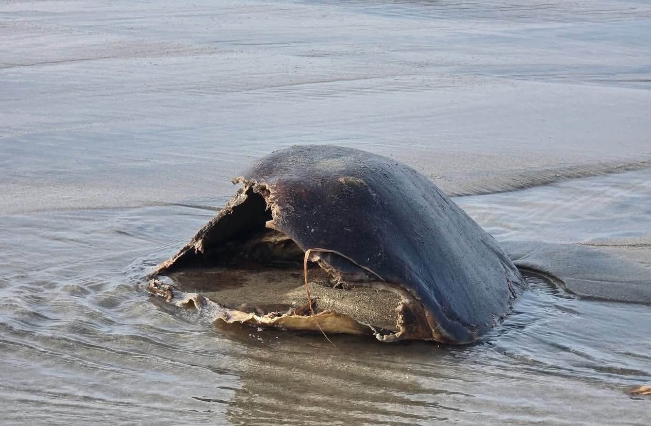 Denuncian saqueo de nidos y sacrificio de tortugas marinas en playa Michigan