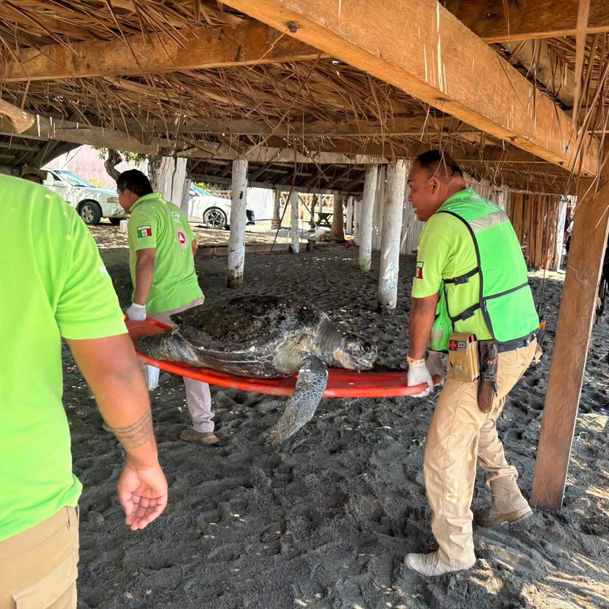 Localizan sin vida a tortuga golfina en Playa Ojo de Agua, en Tecpan