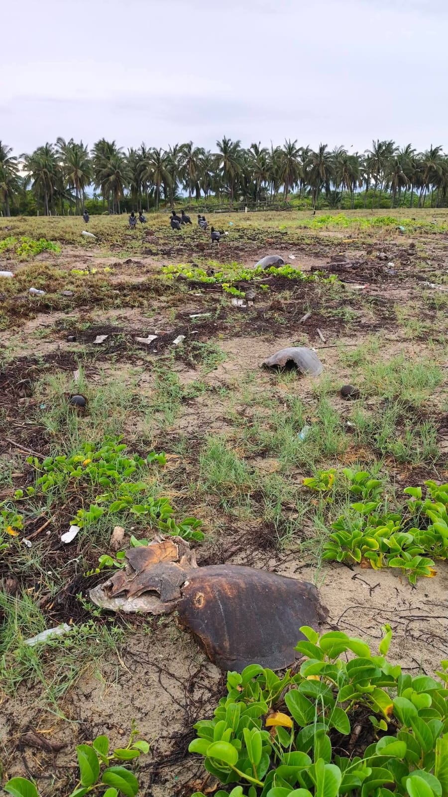 Denuncian saqueo de nidos y muerte de tortugas marinas en Coyuca