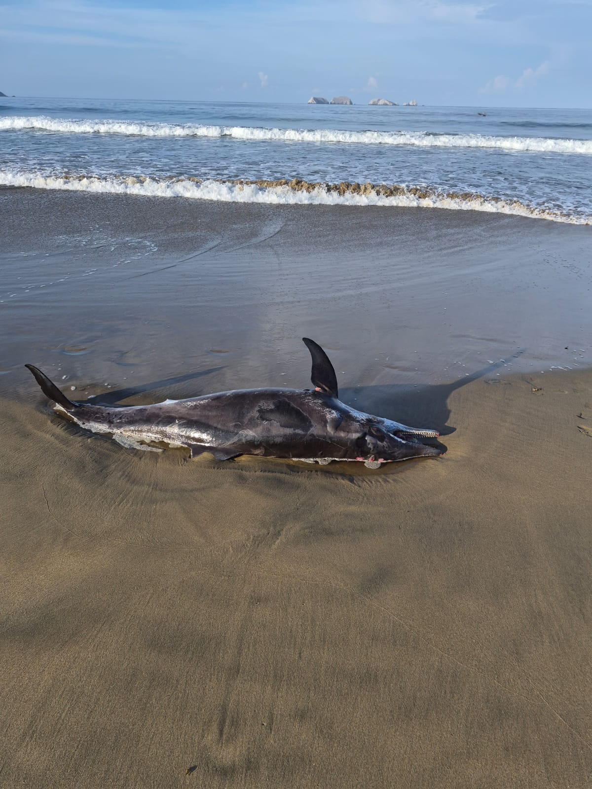 Encuentran tonina muerta en Playa Blanca; no presentaba huellas de lesiones