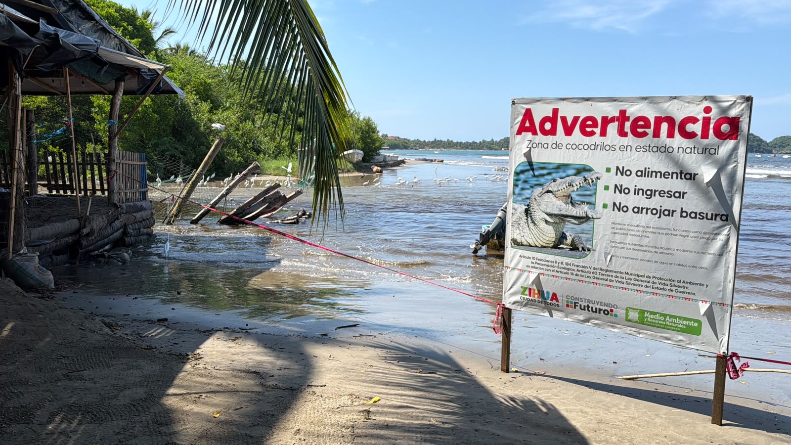 Hay vigilancia constante ante salida de cocodrilos en Playa Linda