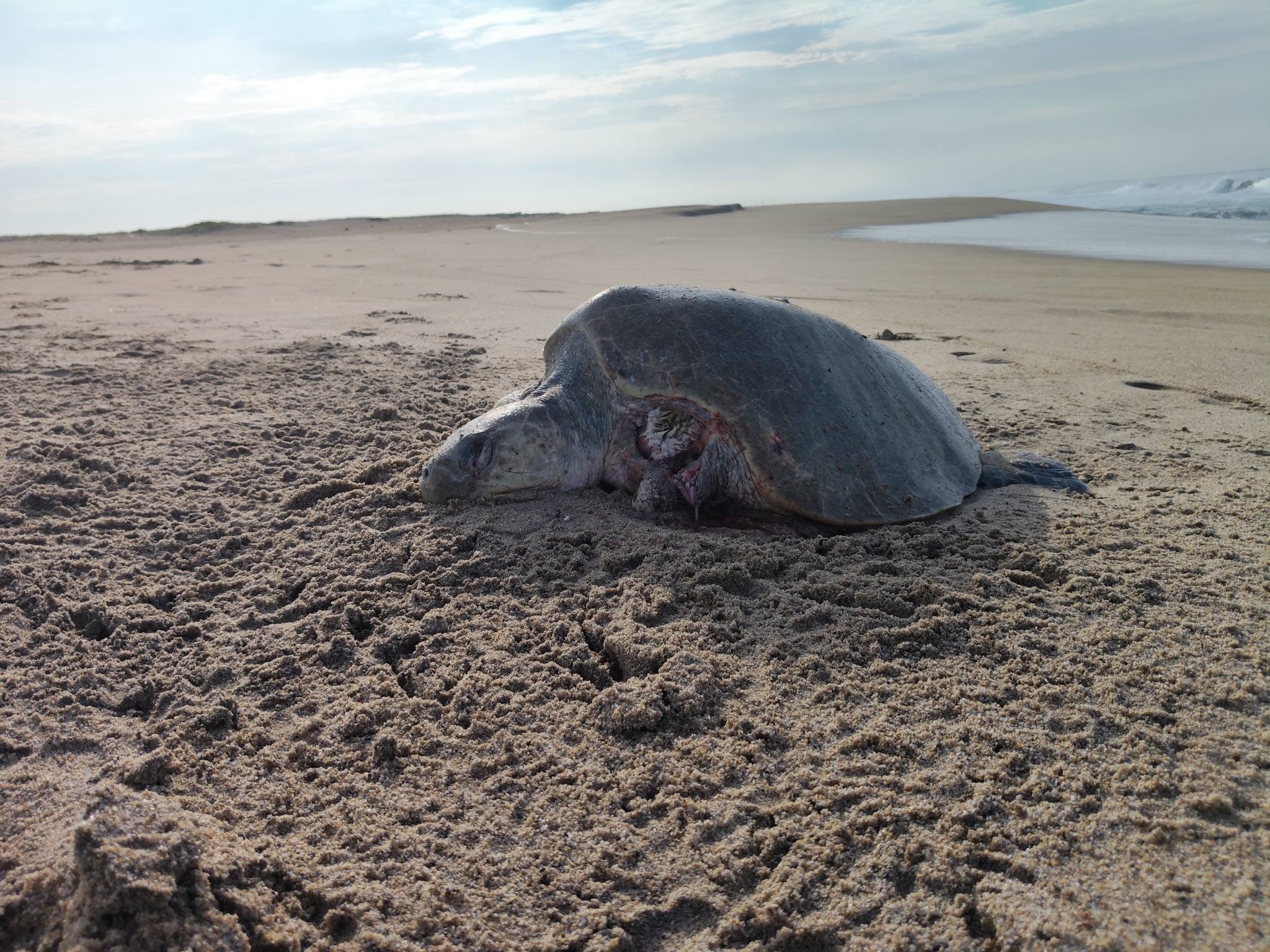 Mueren tortugas marinas por ataques de perros y saqueo de nidos en playas de Coyuca
