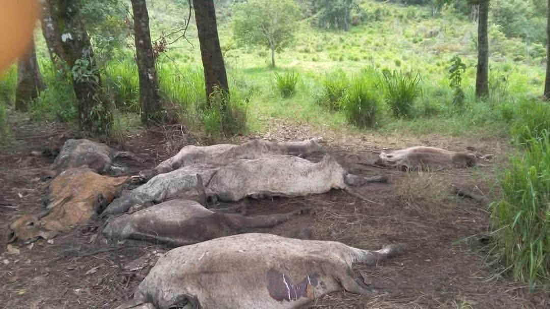Rayo mata 14 reses y deja pérdidas a ganadero de Tecpan
