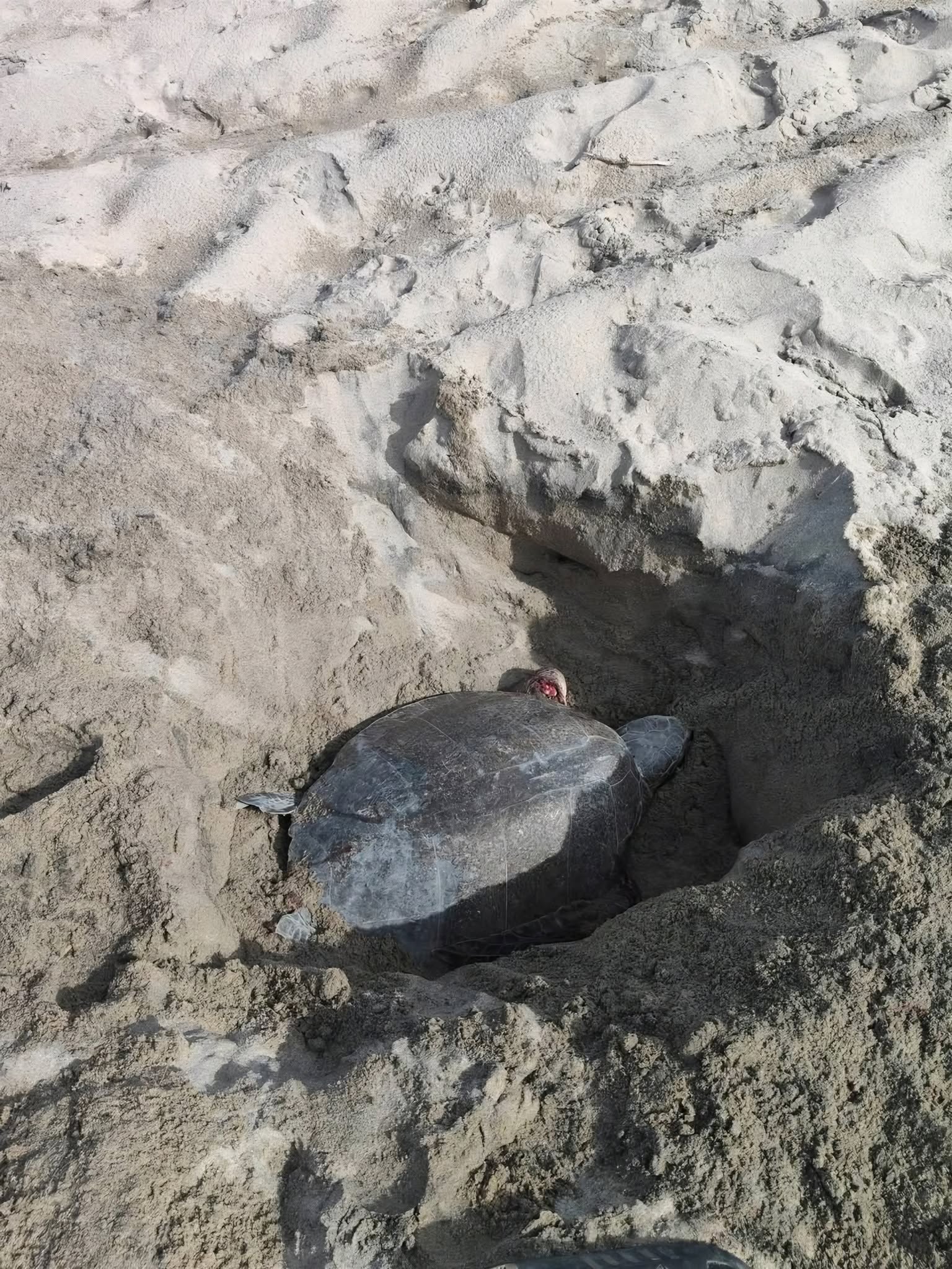 Reportan muerte de tortugas y saqueo de nidos en playa Carrizal