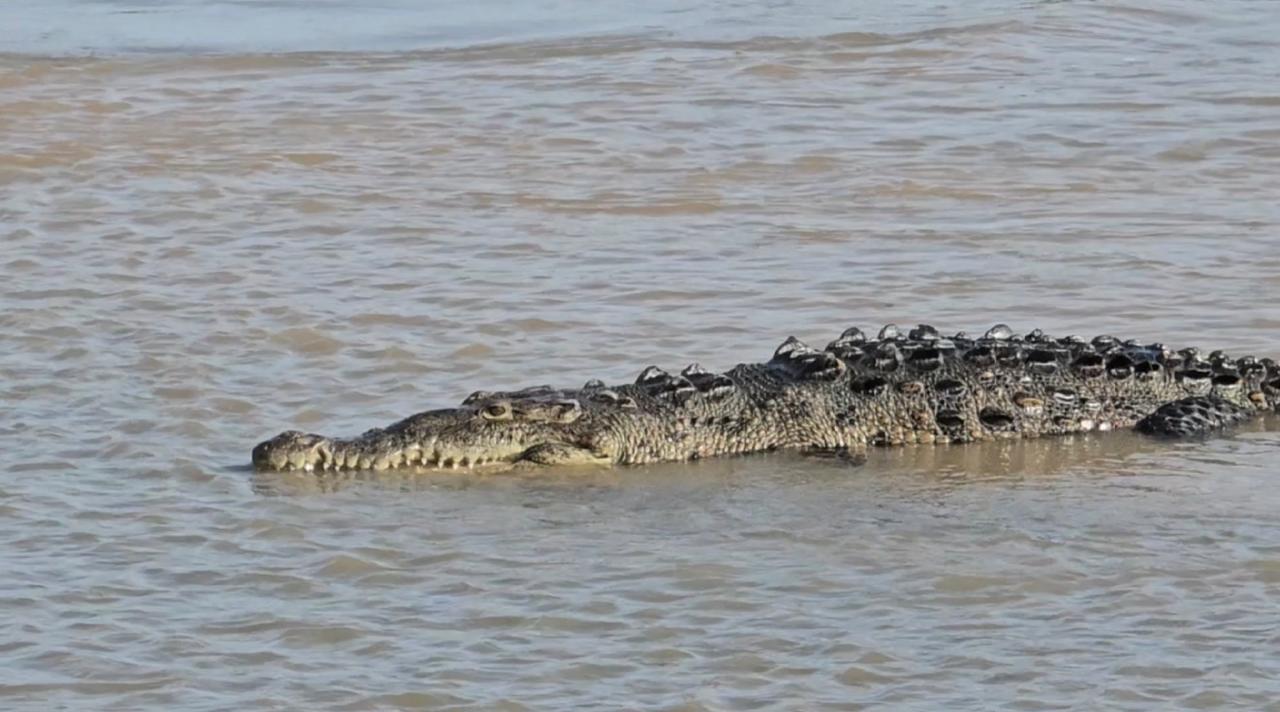 Patrulla Cocodrilo en vigilancia con drones desde playa Linda hasta La Ropa