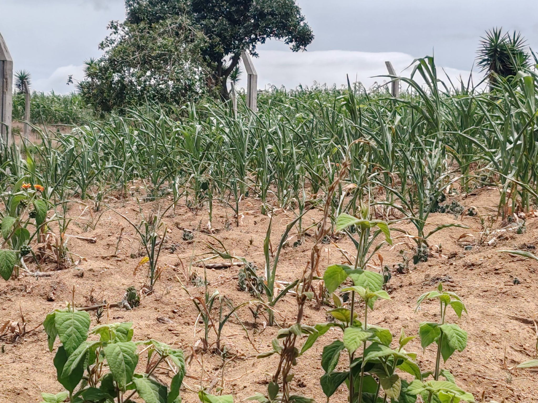 Campesinos de la Costa Grande enfrentan deudas tras perder sus cosechas