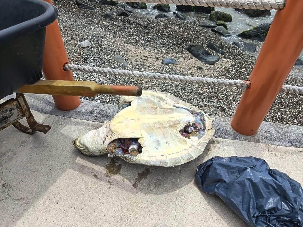 Hallan dos tortugas golfinas mutiladas en playa La Madera