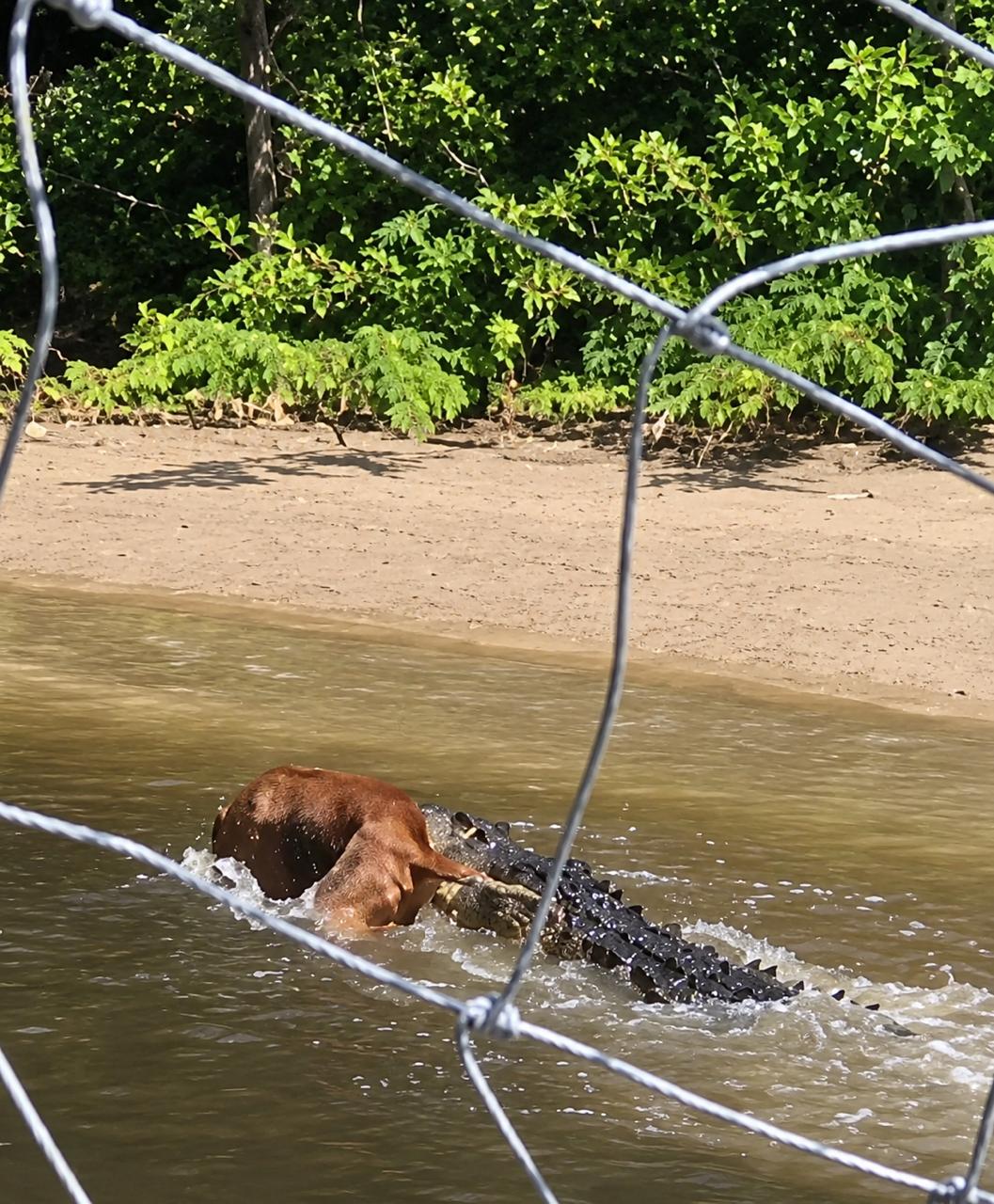 Cocodrilo captura a perro en estero de Playa Linda