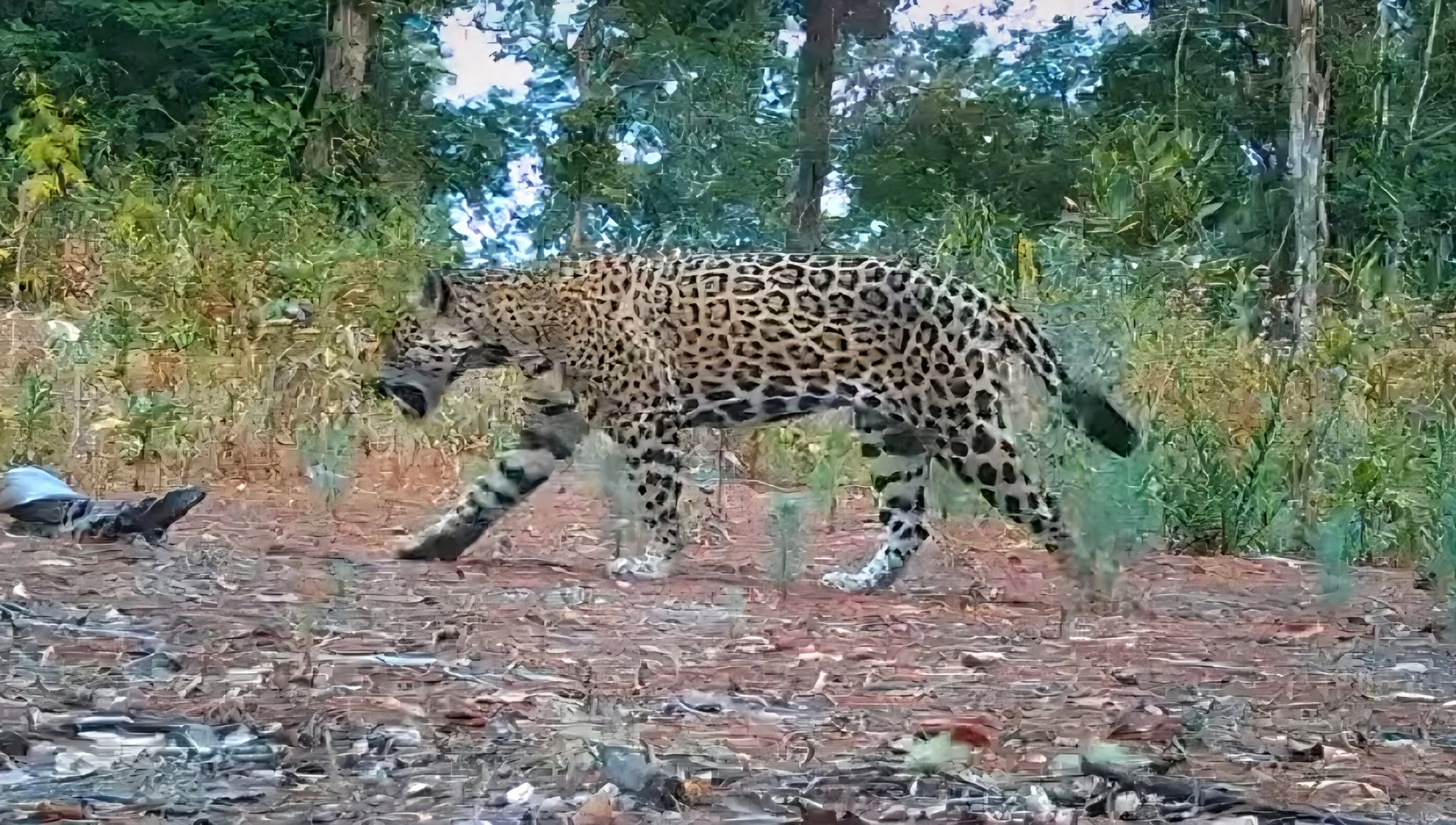 Cámaras trampa registran jaguares durante tres meses en ejido de Atoyac