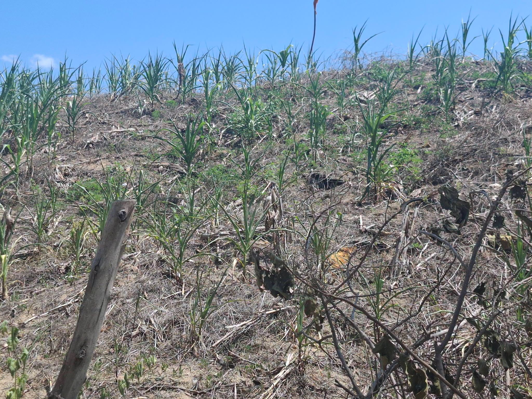 Sequía deja sin cosecha de maíz a campesinos de El Salto; también golpea flores de temporada
