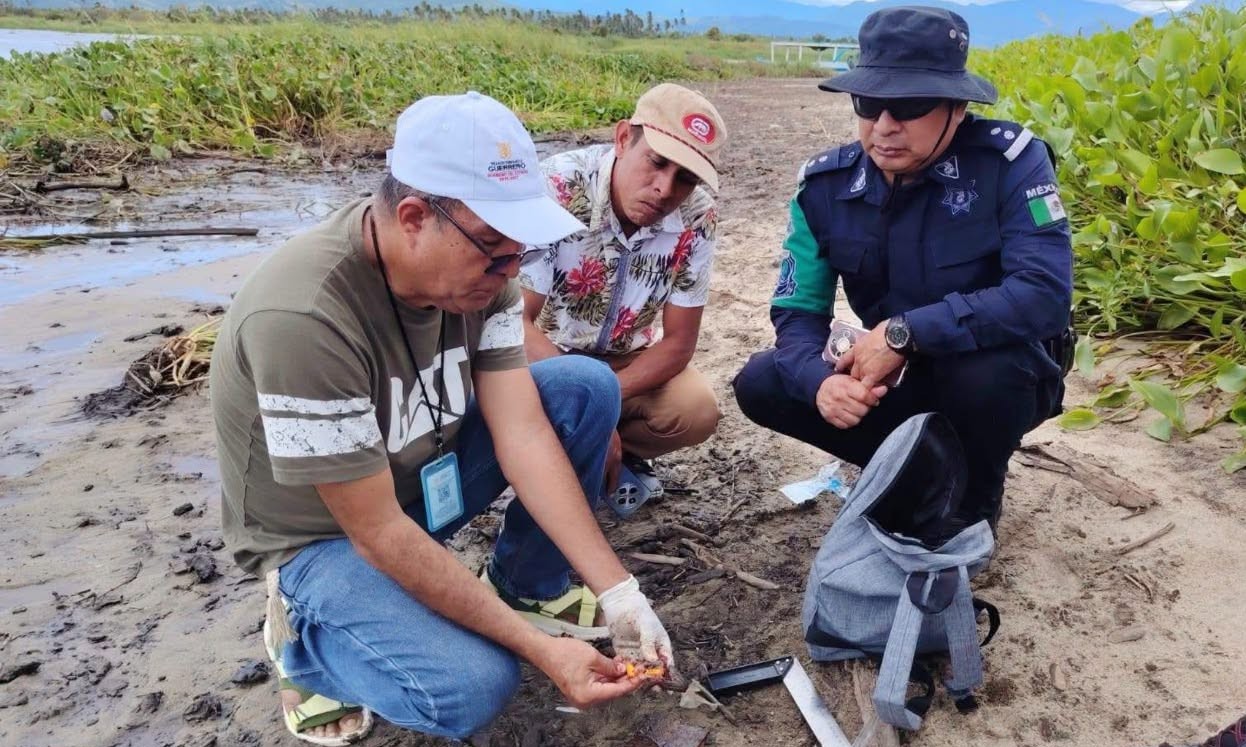 Cambio en la salinidad estaría detrás de mortandad de popoyotes en Barra de Coyuca