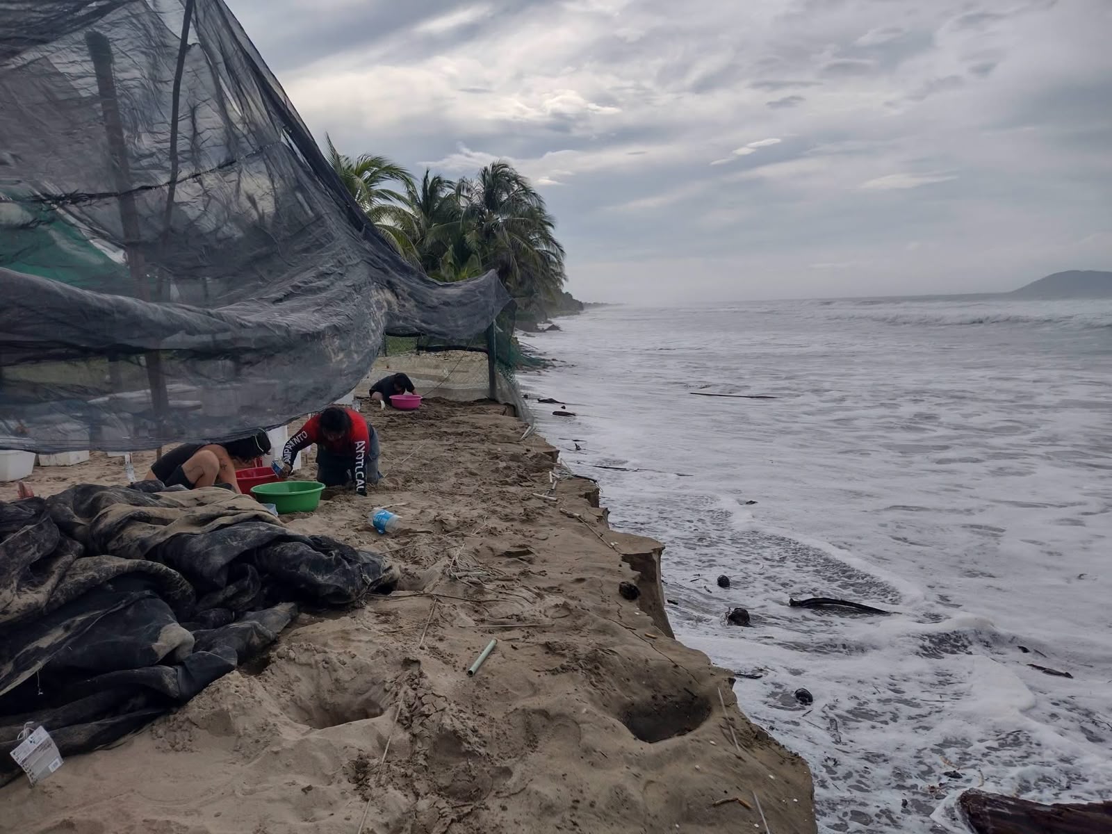 Pierde campamento tortuguero Ayotlcalli ocho metros de corrales en Playa Blanca