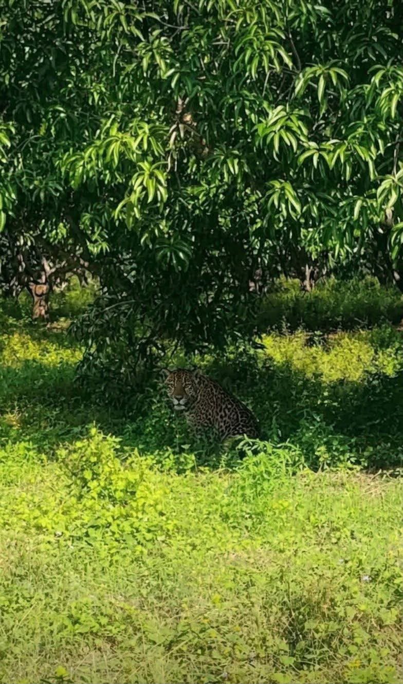 Alertan nuevamente por la presencia de jaguar en Tecpan de Galeana